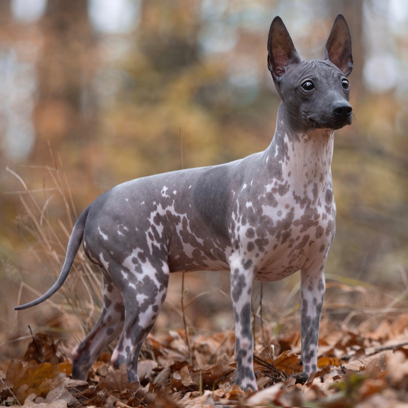 Mexican rat terrier sale